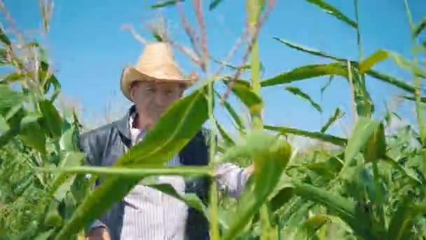 Granjero en campo de maíz rasga maíz. Un anciano con sombrero de paja camina por un maizal y comprueba la futura cosecha — Vídeos de Stock