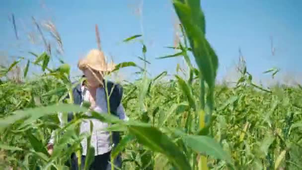 Boer in maïsveld scheurt maïs. Een oudere man met een strohoed loopt over een maïsveld en controleert de toekomstige oogst. — Stockvideo