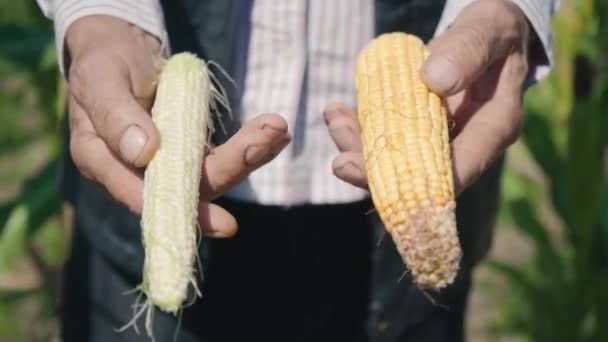 Фермер держит два разных кукурузных початка на кукурузном поле, осматривает кукурузный урожай — стоковое видео