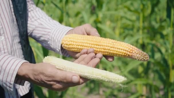 Фермер держит два разных кукурузных початка на кукурузном поле, осматривает кукурузный урожай — стоковое видео