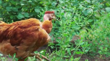 Yeşil çimen, yakın çekim, tavuk çiftliğinde besleme arasında çıplak boyun ile kahverengi tavuk