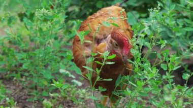Yeşil çimen, yakın çekim, tavuk çiftliğinde besleme arasında çıplak boyun ile kahverengi tavuk