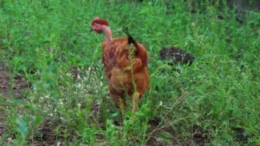 Yeşil çimen, yakın çekim, tavuk çiftliğinde besleme arasında çıplak boyun ile kahverengi tavuk