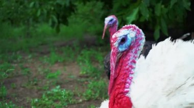 Siyah ve beyaz hindi aynı anda ses vermek, Türkiye'nin sesleri, kuş şarkı yapmak. Güzel Türkiye'de yaşıyor. Türkiye'de tatil için