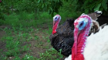 Siyah ve beyaz hindi aynı anda ses vermek, Türkiye'nin sesleri, kuş şarkı yapmak. Güzel Türkiye'de yaşıyor. Türkiye'de tatil için