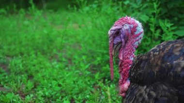 Siyah ve beyaz hindi kuşlar avlu yürümek. Güzel Türkiye'de yaşıyor. Türkiye'de tatil için