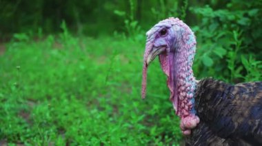 Siyah Türkiye ses, Türkiye'de yapmak sesleri, kuş şarkı ver. Güzel Türkiye'de yaşıyor. Türkiye'de tatil için