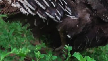 Genç Türkiye'nin bir pençe yeşil çimen, yaralı Türkiye üzerinde atlama siyah. Güzel Türkiye'de yaşıyor. Türkiye'de tatil için