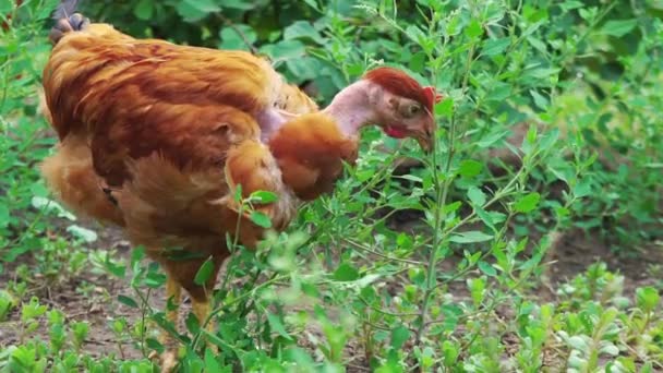 Gallina bruna con collo nudo tra l'erba verde, primo piano, alimentazione del pollo in fattoria — Video Stock