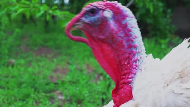 Pavo blanco dar voz, pavo hacer sonidos, canto de pájaro. Vive hermoso pavo. Turquía para las vacaciones — Vídeos de Stock