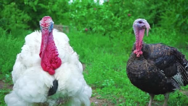 White and black turkeys simultaneously give voice, turkeys make sounds, bird song. Live beautiful turkey. Turkey for the holiday — Stock Video