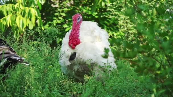 Tacchino bianco nel cortile degli uccelli, primo piano. Vivi bellissimo tacchino. Turchia per le vacanze — Video Stock