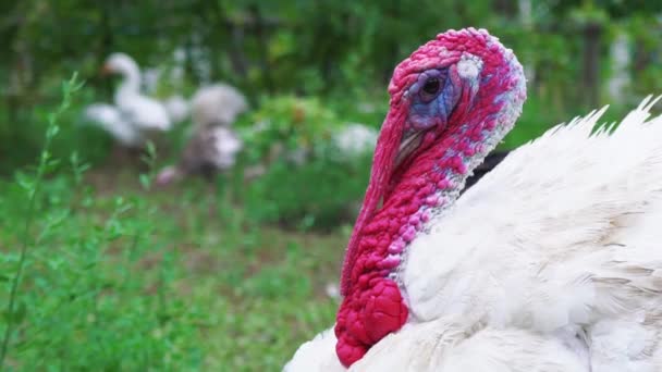 Vit Turkiet på fåglar gården, närbild. Levande vackra Turkiet. Turkiet för semester — Stockvideo