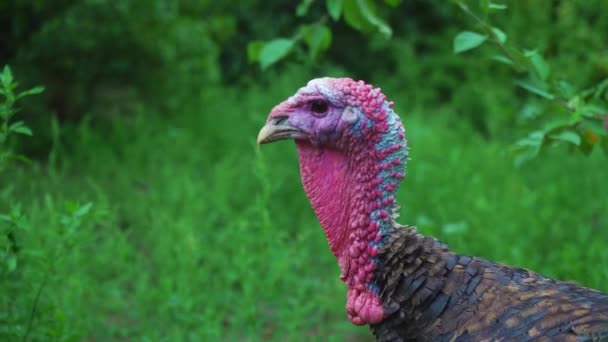 Een zwarte Turkije loopt onder het hoge groen gras, een close-up van de kop. Mooie Turkije wonen. Turkije voor de vakantie — Stockvideo