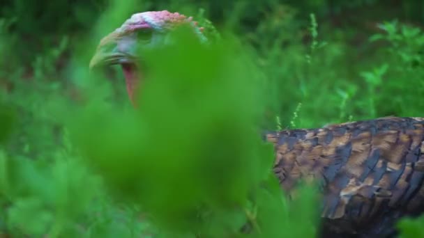 A black turkey walks among the tall green grass, a close-up head. Live beautiful turkey. Turkey for the holiday — Stock Video