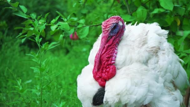 Peru branco no quintal dos pássaros, close-up. Vive um belo peru. Turquia para o feriado — Vídeo de Stock