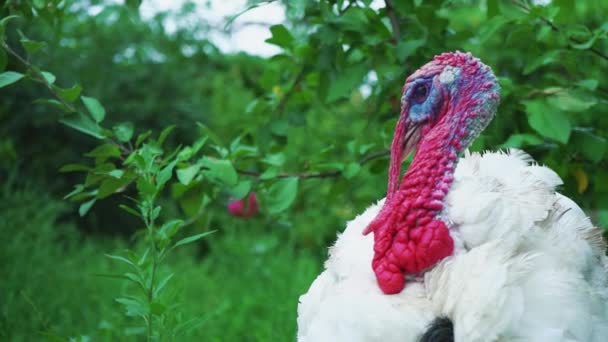 White turkey on the birds yard, head close-up. Live beautiful turkey. Turkey for the holiday — Stock Video