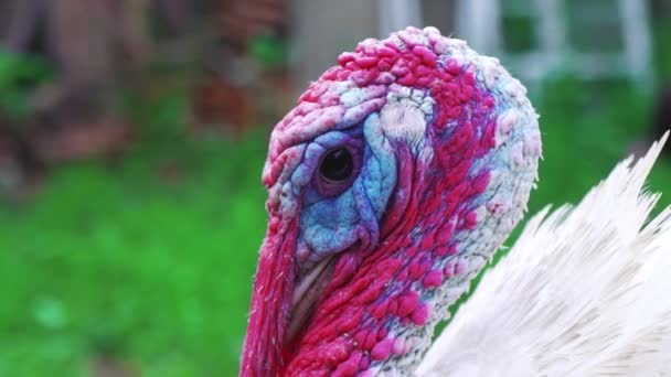 Pavo blanco en el patio de los pájaros, cabeza de cerca. Vive hermoso pavo. Turquía para las vacaciones — Vídeo de stock