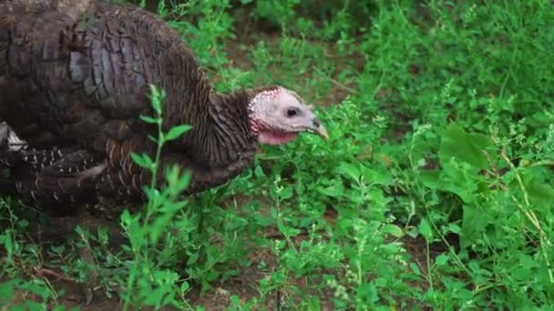 Ung svart Turkiet äta grönt gräs på fåglar gården. Levande vackra Turkiet. Turkiet för semester — Stockvideo