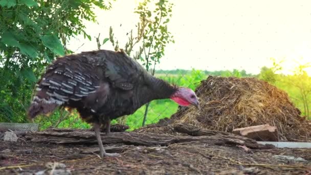 Young black turkey jumping on one paw at the courtyard, wounded turkey. Live beautiful turkey. Turkey for the holiday — Stock Video