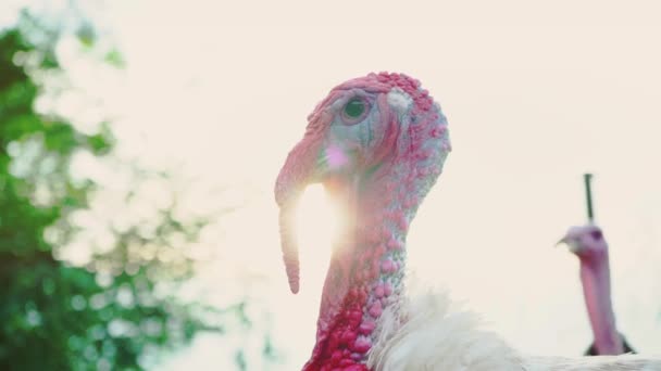 Pavo blanco en el patio de los pájaros, cabeza de cerca. Vive hermoso pavo. Turquía para las vacaciones — Vídeos de Stock