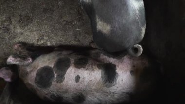 Domuz ahırı iki büyük domuz, domuz domuz ahırı yakınındaki başka bir domuz pis yerde yatıyor