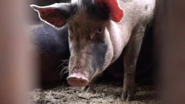 Büyük bir domuz domuz ahırı içinde doğrudan kamera, domuz çit çubuklar arasındaki bir görünümünü bakar.