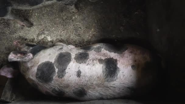 Een grote kat ligt op de vloer in een varkensstal, vlieg vliegt over een vuile varken — Stockvideo