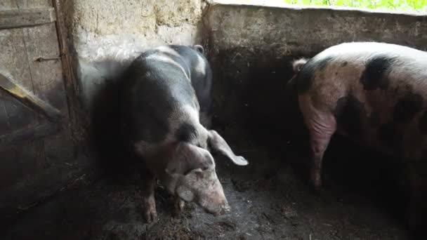 Zwei große Schweine im Schweinestall, fleckige Schweine reiben sich an einer Wand im Schweinestall — Stockvideo