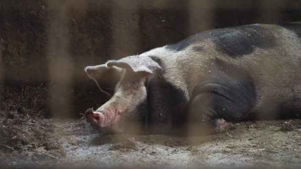 Cerdo se encuentra en una pocilga, vista desde detrás de una malla metálica — Vídeos de Stock
