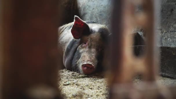 Cochon couché dans une porcherie, vue de derrière une maille métallique — Video