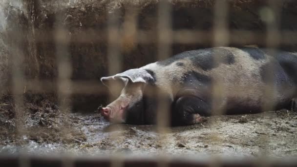 Pig lies in a pigsty, view from behind a metal mesh — Stock Footage Pig lies in a pigsty, view from behind a metal mesh Royalty Free Stock Footage