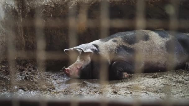 Cerdo se encuentra en una pocilga, vista desde detrás de una malla metálica — Vídeos de Stock