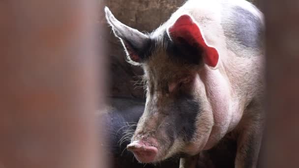 A large pig in a pigsty looks directly at the camera, a view of the pig between the fence rods — Stock Footage A large pig in a pigsty looks directly at the camera, a view of the pig between the fence rods Stock Video