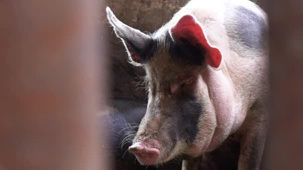 Un gros cochon dans une porcherie regarde directement la caméra, une vue du cochon entre les tiges de clôture — Video