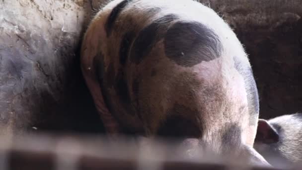 Dos cerdos grandes en una pocilga, cerdos manchados frotan uno contra el otro — Vídeos de Stock