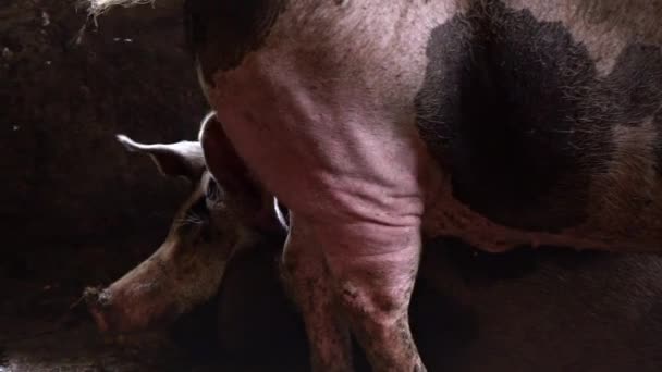 Zwei große Schweine im Schweinestall, ein Schwein geht neben ein liegendes Schwein — Stockvideo