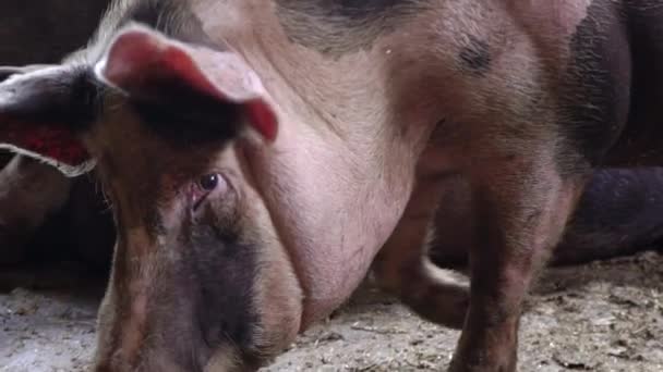 Um porco enorme atravessa uma pocilga, olha para a câmara e aproxima-se dela. — Vídeo de Stock