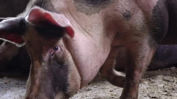 Un énorme cochon traverse une porcherie, regarde dans la caméra et s'en approche 