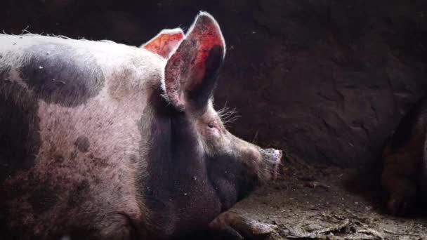 Большая свинья в свинарнике, пятнистая свинья лежит среди грязи в свинарнике, спящая свинья, вид сбоку — стоковое видео