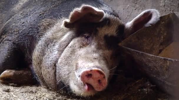 Una cerda grande yace cerca del comedero con comida, masticando algo que sobresale de su lengua — Vídeo de stock