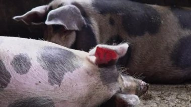 Domuz ahırı iki büyük domuz, domuz domuz ahırı kirli bir yerde üzerine getirin