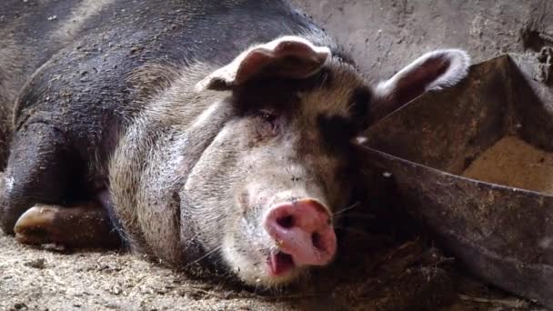 Les bâillements de cochon, un cochon couché sur le sol près de l'auge, ouvre sa bouche large pour bâiller — Video