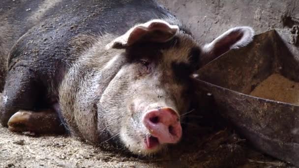 The pig yawns, a pig lying on the floor near the trough, opens its mouth wide to yawn — Stock Footage The pig yawns, a pig lying on the floor near the trough, opens its mouth wide to yawn Stock Video