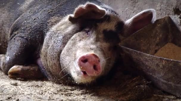 Un gros cochon gît près de l'abreuvoir avec de la nourriture, mâchant quelque chose qui sort de sa langue 