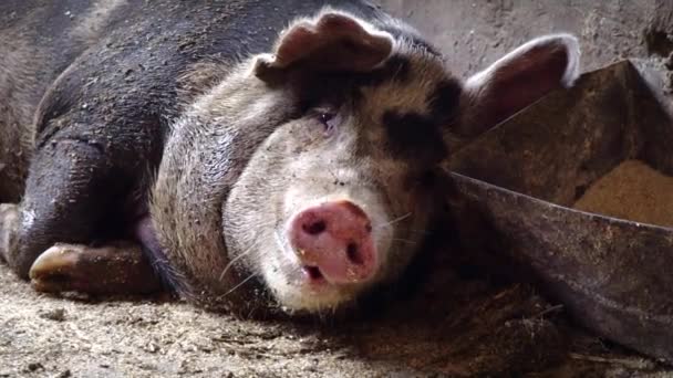 Una cerda grande yace cerca del comedero con comida, masticando algo que sobresale de su lengua — Vídeo de stock