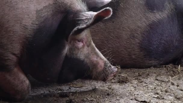 Ένα μεγάλο γουρούνι βρίσκεται δίπλα στο άλλο στο πάτωμα σε ένα χοιροστάσιο, χοιροτροφείο — Αρχείο Βίντεο