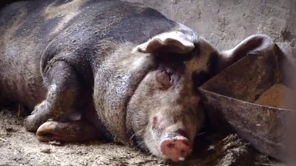 Um porco grande jaz perto da calha com comida, o porco afasta as moscas — Vídeo de Stock