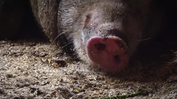 Het varken ademt de snuit, de snuit van varkens. Neus van het varken — Stockvideo