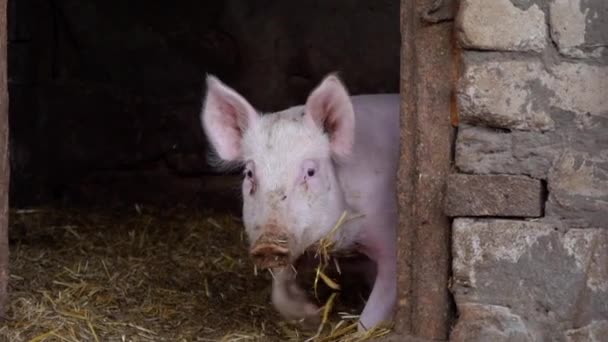 Two small white pigs emerge from a pigsty, piglets — Stock Footage Two small white pigs emerge from a pigsty, piglets Stock Footage